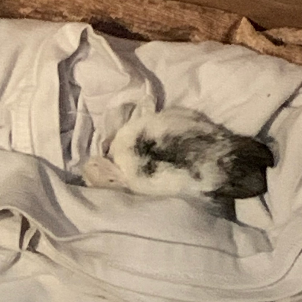 Meet your Posher, Luna